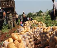 المغرب تفتح أسواقها أمام البطاطس المصرية وكندا تستورد الفراولة 