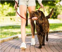 لمربي الكلاب.. 3 نصائح لرعاية الحيوانات الأليفة في الصيف