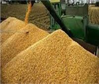 «صناعة الحبوب» تعلن جاهزية الصوامع لاستقبال القمح المحلي اعتبارا من اليوم 