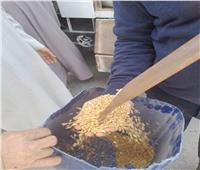 محافظ المنيا يعلن بدء موسم توريد القمح لعام 2024 لـ 42 موقعًا تخزينيًا