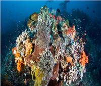 «ظاهرة المرجان الأبيض».. تهديد جديد للبيئة البحرية