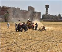 مزارعو أسيوط: محصول القمح مبشر وإنتاجية كبيرة هذا العام 