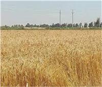 قنا الأولى على مستوى الجمهورية في مشروع تحسين إنتاجية محصول القمح  