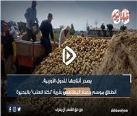 حصاد البطاطس.. من «نكلا العنب» لأسواق أوروبا| فيديو وصور 