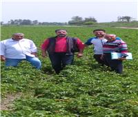 «الزراعة» تتفقد زراعات الخضر والمشاتل بمحافظة الغربية