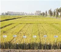 بدء زراعة أكثر من مليون فدان أرز.. واستنباط 4 أصناف جديدة قليلة الاستهلاك للمياه