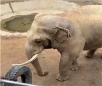 فى مقطع طريف.. فيل ذكي يثير إعجاب طفل | فيديو