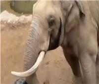 فيل يثير الجدل علي السوشيال ميديا بموقفه مع طفل| فيديو