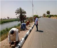 زراعة 100 شجرة على طريق مصر أسوان الزراعي بمركز ديرمواس| صور