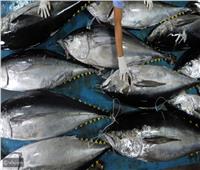 في يومها العالمي.. سبب الاحتفال بسمك التونة وفوائد تناولها