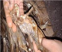 ضبط 36 طن أسماك مملحة غير صالحة للاستهلاك الآدمي بكفر الشيخ‎