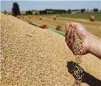  محافظ القليوبية حصيلة توريد القمح منذ بدء الموسم