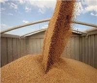 «التموين» تواصل استلام القمح المحلي حتى أغسطس المقبل