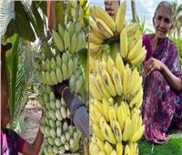 عجوز هندية تشعل السوشيل ميديا بـ«فيديو إنضاج الموز»