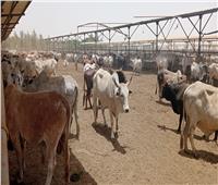 التموين تتعاقد علي 20 ألف رأس ماشية استعدادا لعيد الأضحى المبارك 