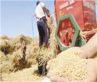 القمح يحقق أعلى معدلات للتوريد واستلام ٢٫٦ مليون طن| ٣٠ مليار جنيه مستحقات المزارعين
