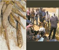 نجاح زراعة «الكاسافا» بالوادى الجديد لخفض فجوة دقيق القمح