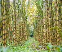 الزراعة تكشف تفاصيل إنشاء محطات لإنتاج شتلات قصب السكر في مصر