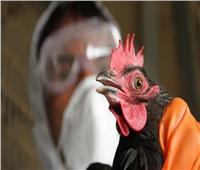 الصحة البريطانية: نستعد لتفشي مرض إنفلونزا الطيور