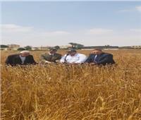 الزراعة: تقييم نتائج القمح المتحمل الملوحة والجفاف.. الإثنين المقبل | خاص
