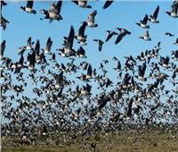 دراسة: الطيور تمتلك «نظام سير خاص» لتفادي التصادم