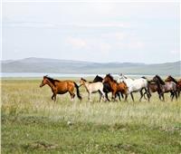 تربية الخيول في أوراسيا بدأت قبل 4200 عام.. اكتشافات جديدة تغير المفاهيم