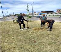 محافظ الإسكندرية: زراعة 33 ألف شجرة في المرحلة الثانية من المبادرة الرئاسية