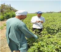 «مكافحة الآفات» تتابع المحاصيل الزراعية في 4 محافظات