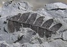 علماء كولومبيون يكتشفون أقدم حفرية لزواحف بحرية منقرضة 