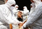 السعودية: الإعلان عن تسجيل حالات إصابة بأنفلونزا الطيور