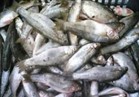 «صحة المنيا» تعدم 444 كيلو أسماك مملحة وتحرر 118 محضرا