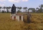 "الزراعة": استمرار حصاد محصول القمح بدمياط.. والتوريد لم يبدأ بعد