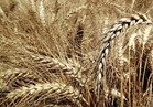 «الفريك» و«المكرونة» يهددان بانخفاض كميات توريد القمح