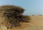 أهلي مرسى علم يمنعون قطع شجرة تراثية لإقامة محطة وقود