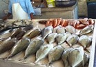 شعبة الأسماك: القائمين على الثروة السمكية في مصر "مش فاهمين حاجة" 