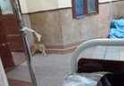 صحافة المواطن| القطط تتجول بغرف المرضى بـ"قصر العينى"