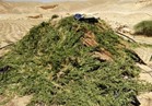 الجيش الثالث يضبط وكرا لتكفيريين بوسط سيناء و9 مزارع مخدرات