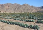 وكيل وزارة الزراعة: أراضي وضع اليد لا تعوق خطط التنمية في جنوب سيناء