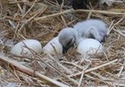 حديقة الحيوان تستقبل ولادات جديدة لطائر العنز الأبيض والأوز الفرعوني