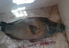 بيع سمكة نابليون "المهددة بالانقراض" في وضح النهار