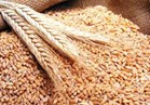 مصر تستورد كميات غير مسبوقة من القمح وسط انخفاض التوريد المحلي