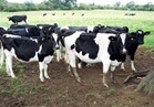 البنك الزراعي يطلق مبادرة لتمويل مشروعات «الثروة الحيوانية»