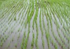 غضب بين مزارعى الوادى الجديد بسبب حظر زراعة الأرز