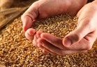 «التموين» :إصدار القواعد الإرشادية لاستيراد القمح خلال أسبوعين