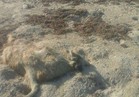 "الانقاذ البحري" تحذر من كارثة بعد العثور على خراف نافقة على شواطئ رأس غارب