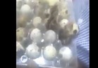 فيديو| بسبب درجات الحرارة.. البيض في البحرين "فقس"