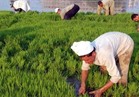 الرى: 600 ألف فدان أرز مخالفة..وتحذير من أزمة مائية 