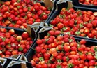 الحاصلات الزراعية يتوقع رفع الإمارات والسعودية الحظر عن صادرات الفراولة والفلفل