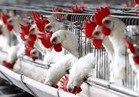 هولندا: تعدم ملايين الدجاجات بعد تلوث بيض بمبيد حشري