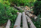 قطع الأشجار يهدد أقدم غابات القارة الأوروبية بالاندثار